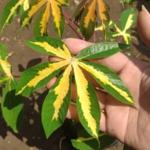 Singkong Variegata