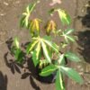 Singkong Variegata - Gambar 2