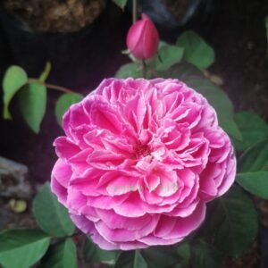 Impor Purple English Rose