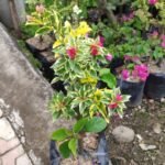 Bougenville 2 Warna (Ungu & Merah)