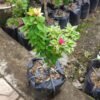 Bougenville 2 Warna (Merah & Pink Lemonade) - Gambar 2