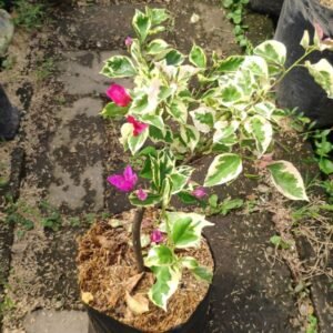 Bougenville Merah Ungu Variegata