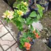 Bougenville 2 Warna (Orange & Pink Lemonade) - Gambar 2