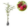 Red Raspberry - Gambar 2