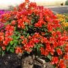 Bougenville Orange - Gambar 3