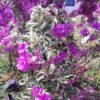 Bougenville Ungu Variegata - Gambar 3