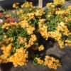 Bougenville Kuning - Gambar 3