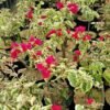 Bougenville Merah Variegata - Gambar 3