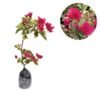 Bougenville Merah Variegata - Gambar 2