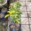 Bougenville 2 Warna (Ungu & Merah) - Gambar 3