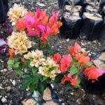 Bougenville 2 Warna (Orange & Pink Lemonade)