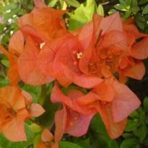 Bougenville Orange