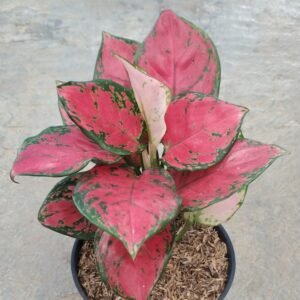 Aglaonema Super Red Anjamani