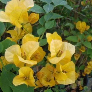 Bougenville Kuning