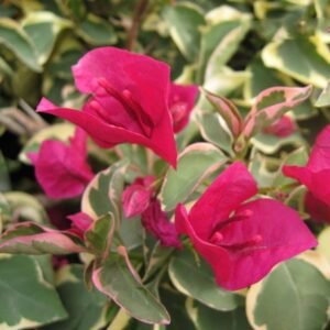 Bougenville Merah Variegata
