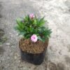 Impatiens Hawkeri Pink ( Pacar Air ) - Gambar 2