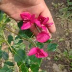 Bougenville Spectabilis Ungu