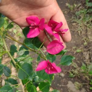 Bougenville Spectabilis Ungu