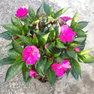 Impatiens Hawkeri Magenta ( Pacar Air )