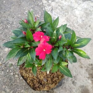 Impatiens Hawkeri Maroon ( Pacar Air )