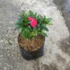 Impatiens Hawkeri Maroon ( Pacar Air ) - Gambar 2