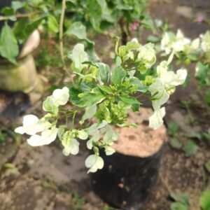 Bougenville Spectabilis Putih