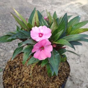 Impatiens Hawkeri Pink ( Pacar Air )
