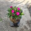Impatiens Hawkeri Magenta ( Pacar Air ) - Gambar 2