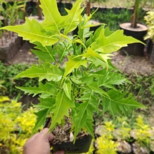 Pohon Cendana
