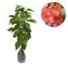 Bougenville Orange - Gambar 2