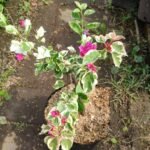 Bougenville Merah Putih Variegata