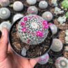 Kaktus Mammillaria Woodsii - Gambar 3