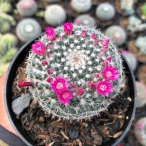 Kaktus Mammillaria Woodsii