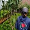 Mangga Gadung Arumanis 1.5 Meter - Gambar 3