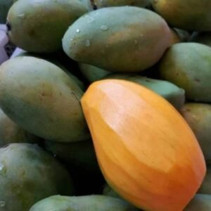 Mangga Gadung Arumanis 1.5 Meter