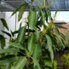 Mangga Gadung Arumanis 1.5 Meter - Gambar 2
