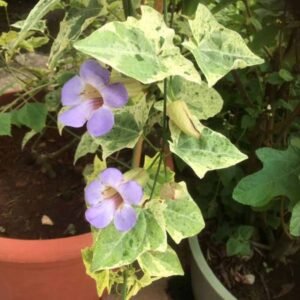 Thunbergia Variegata Ungu