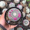 Kaktus Mammillaria Woodsii - Gambar 2
