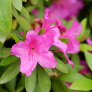 Azalea Pink