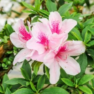 Azalea Aztec