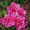 Azalea Pink Tumpuk - Gambar 2