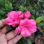 Azalea Pink Tumpuk