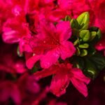 Azalea Merah