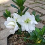 Azalea Putih