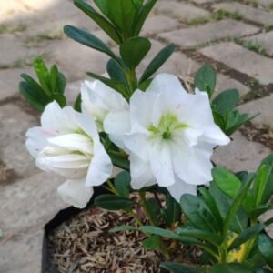 Azalea Putih