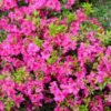 Azalea Pink - Gambar 2