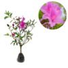 Azalea Pink - Gambar 3