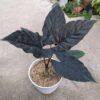 Alocasia Antoro Velvet - Gambar 2