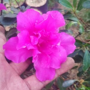 Azalea Ungu