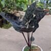 Alocasia Antoro Velvet - Gambar 3